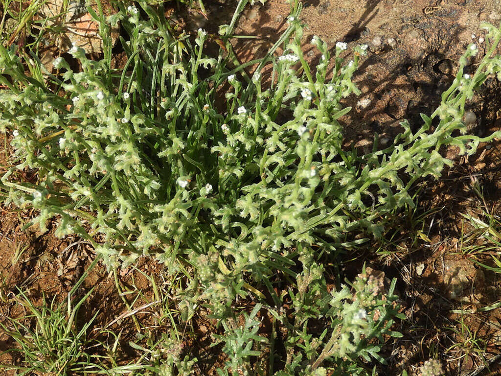 Image of chuckwalla combseed