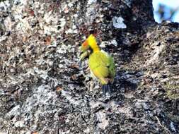 Image of Lesser Yellownape Woodpecker