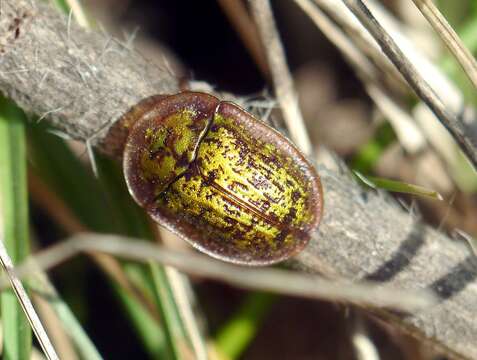 Image of Cassida (Lordiconia) canaliculata Laicharting 1781