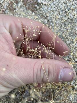 Image of Hypertelis umbellata (Forsk.) Thulin