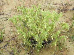 Image of <i>Onosma setosa</i>