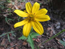 Image of mountain oxeye