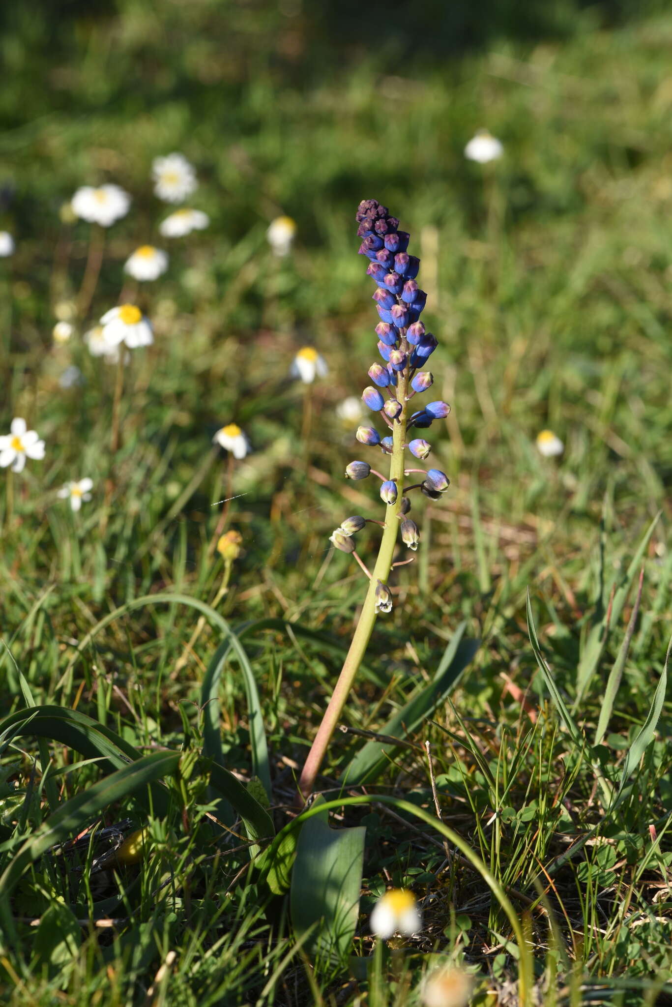 Слика од Bellevalia dubia subsp. boissieri (Freyn) Feinbrun