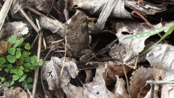 Image of Red-spotted Frog