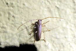 صورة Malacopterus