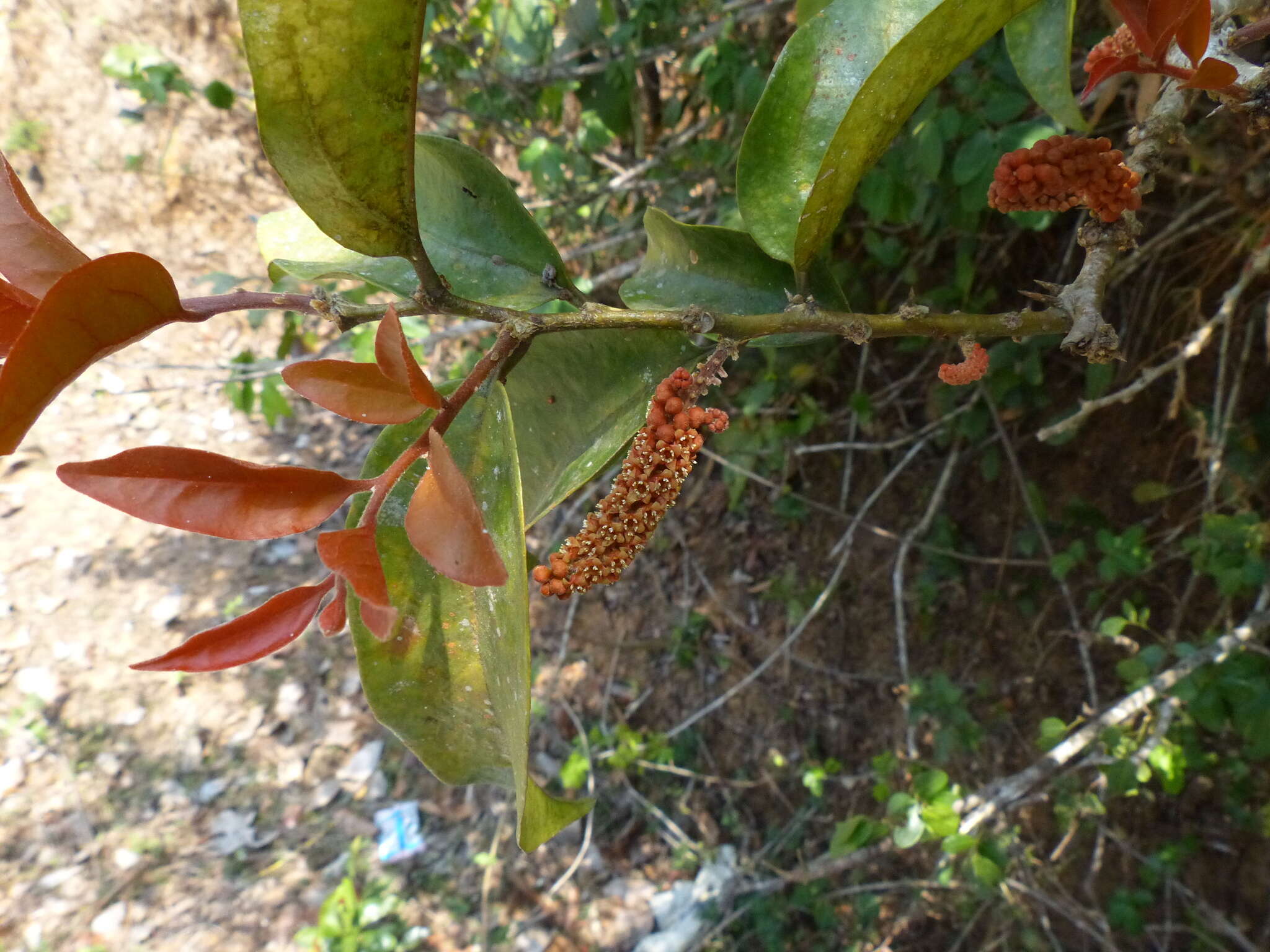 Image of Scleropyrum pentandrum (Dennst.) D. J. Mabberley