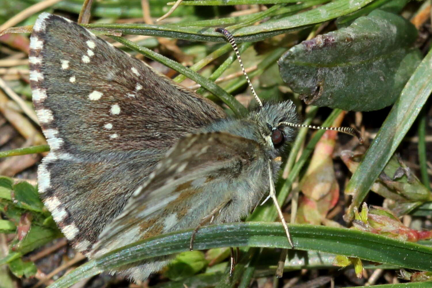 Image of Dusky Grizzled Skipper