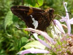 Image of Silver-spotted Skipper