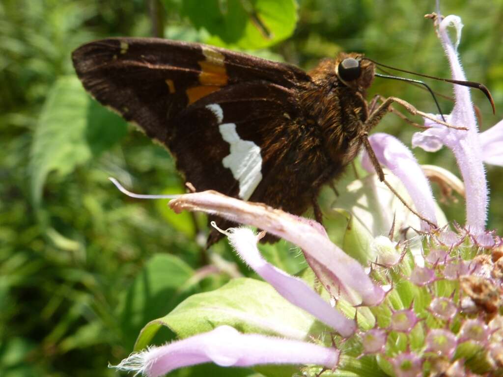 Imagem de Epargyreus clarus Cramer 1775