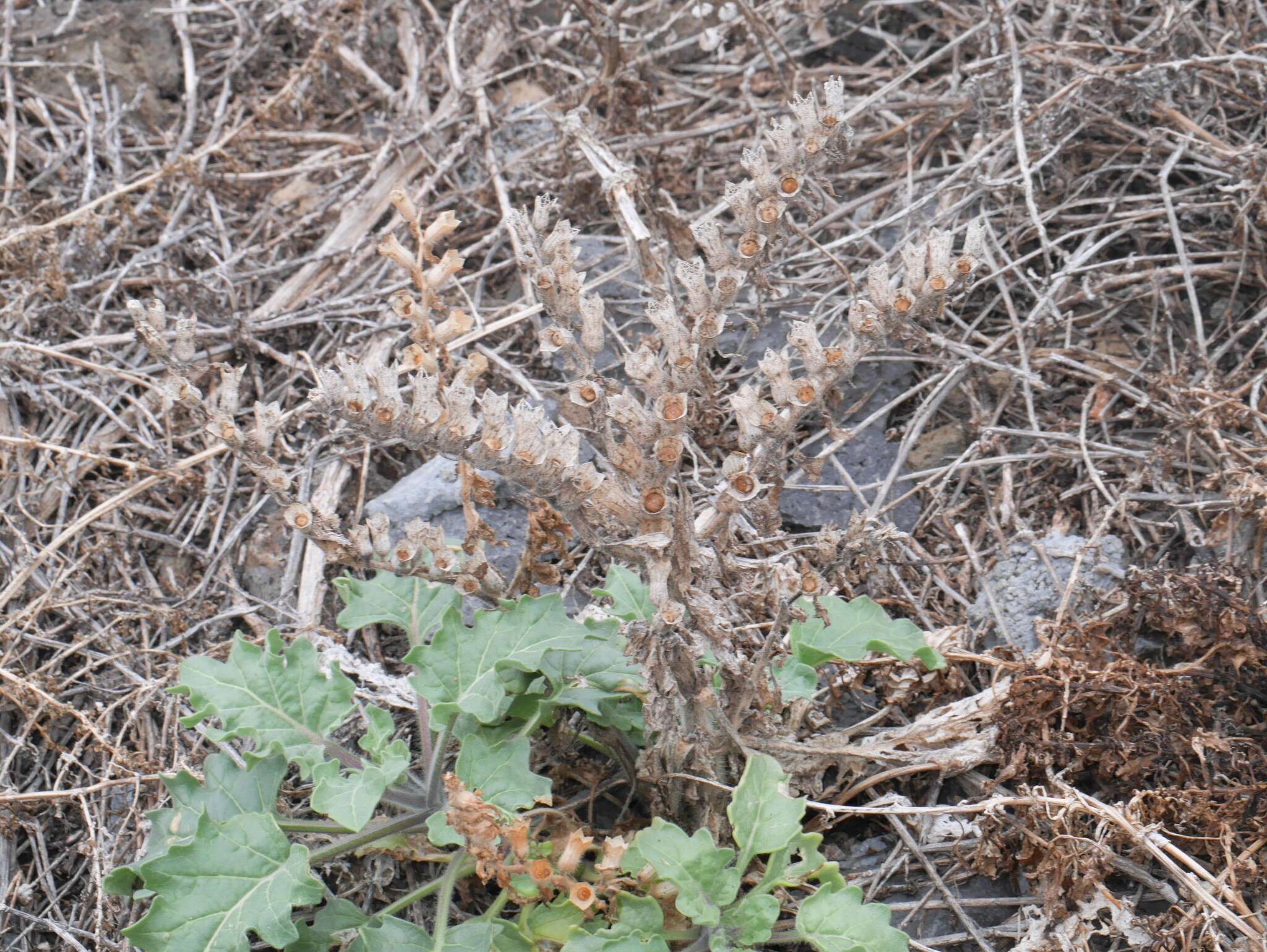 Image of white henbane