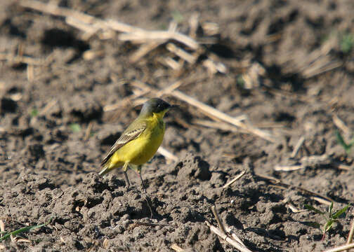 Image of Dark-headed Wagtail