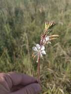 Oenothera coloradensis (Rydb.) W. L. Wagner & Hoch resmi