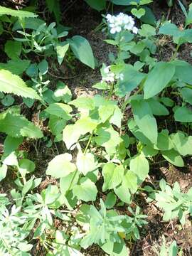 Image of Large Mountain Bittercress