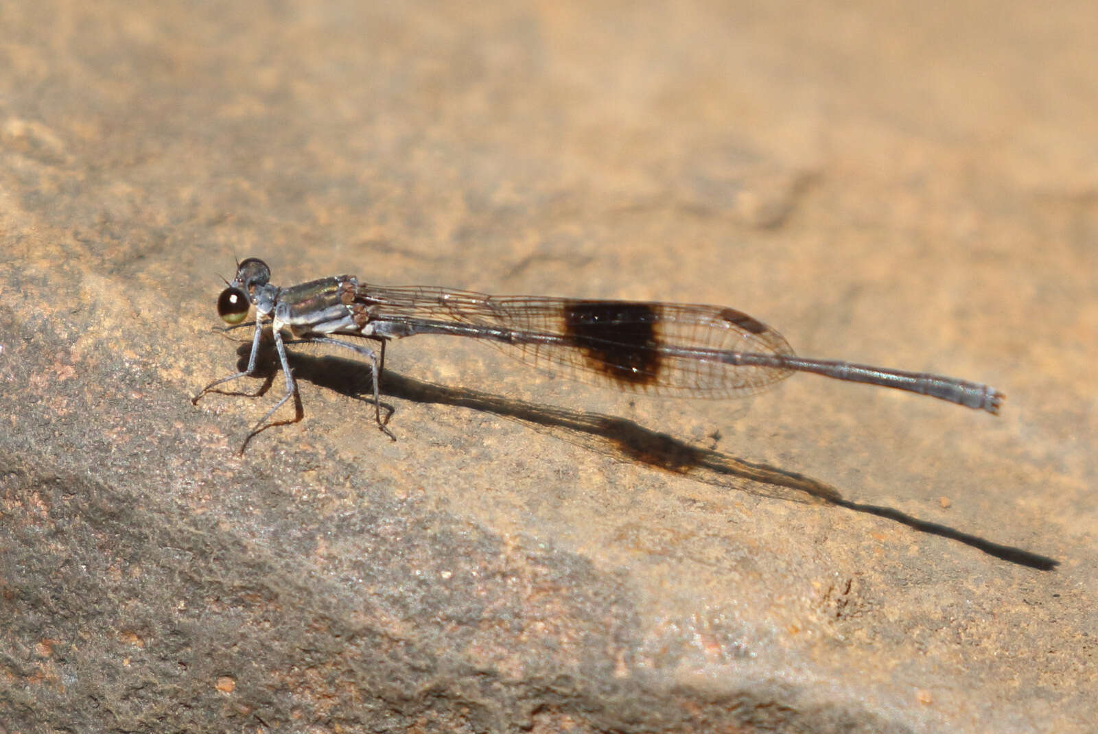 Image of Spot-winged Threadtail