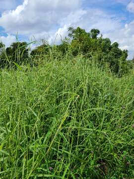 Image of itchgrass