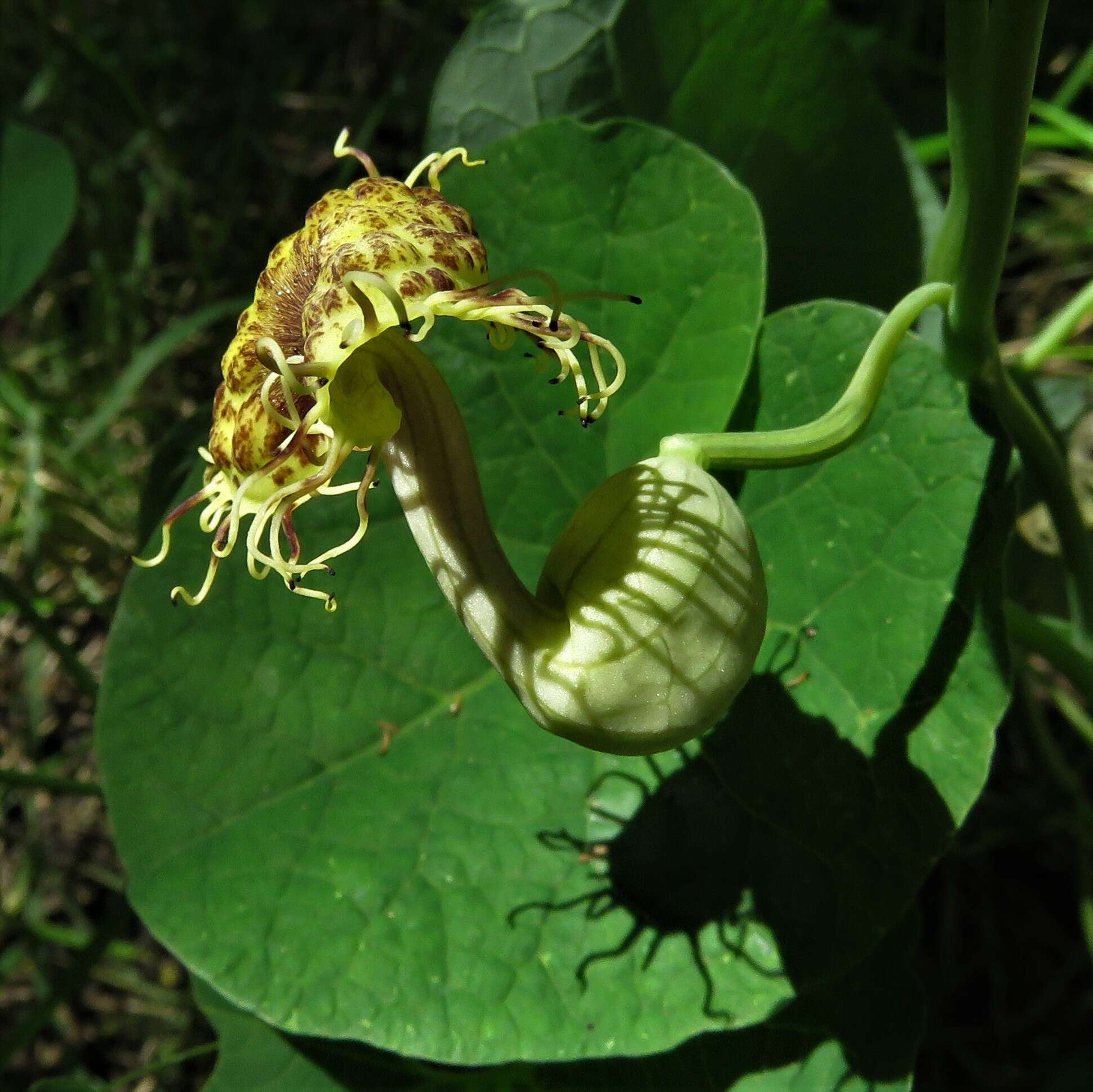 Image of Aristolochia fimbriata Cham.