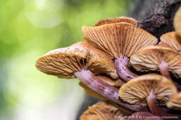 Imagem de Gymnopilus aeruginosus (Peck) Singer 1951