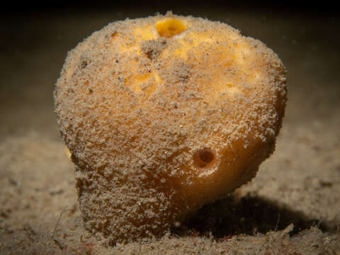 Image of fleshy horny sponge