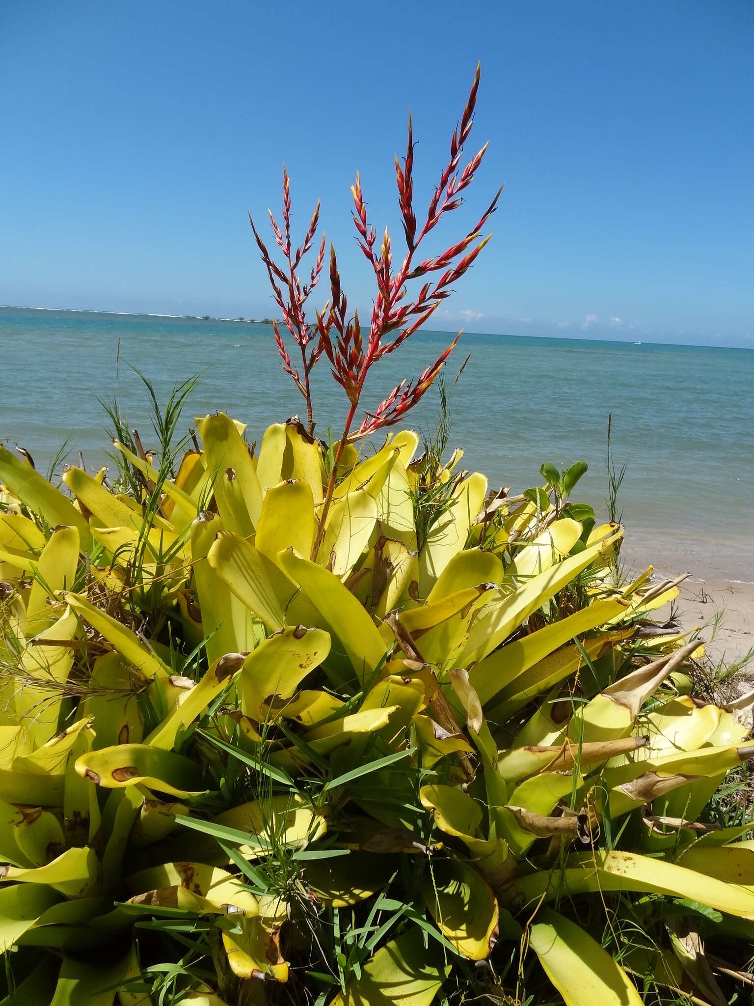 Image of Bromeliad