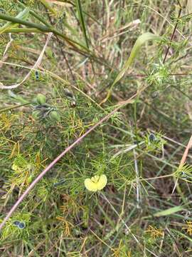 Plancia ëd Gompholobium tomentosum Labill.