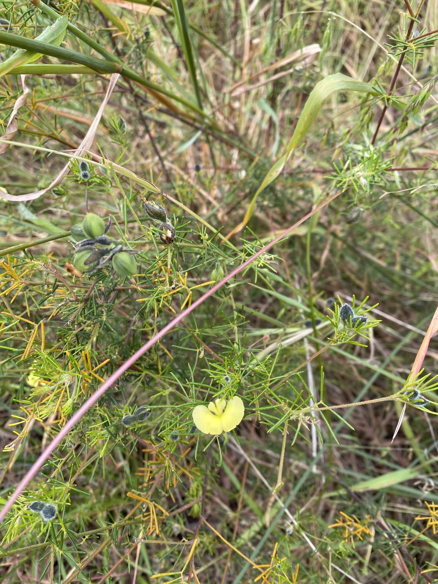 Слика од Gompholobium tomentosum Labill.