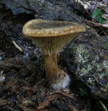 Image de Cantharellus umbriceps Cooke 1879