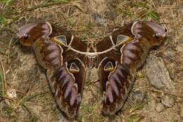 Image of Archaeoattacus staudingeri Rothschild 1895