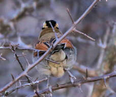 Image of Black-crowned Tchagra