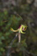 Image of Butterfly orchid