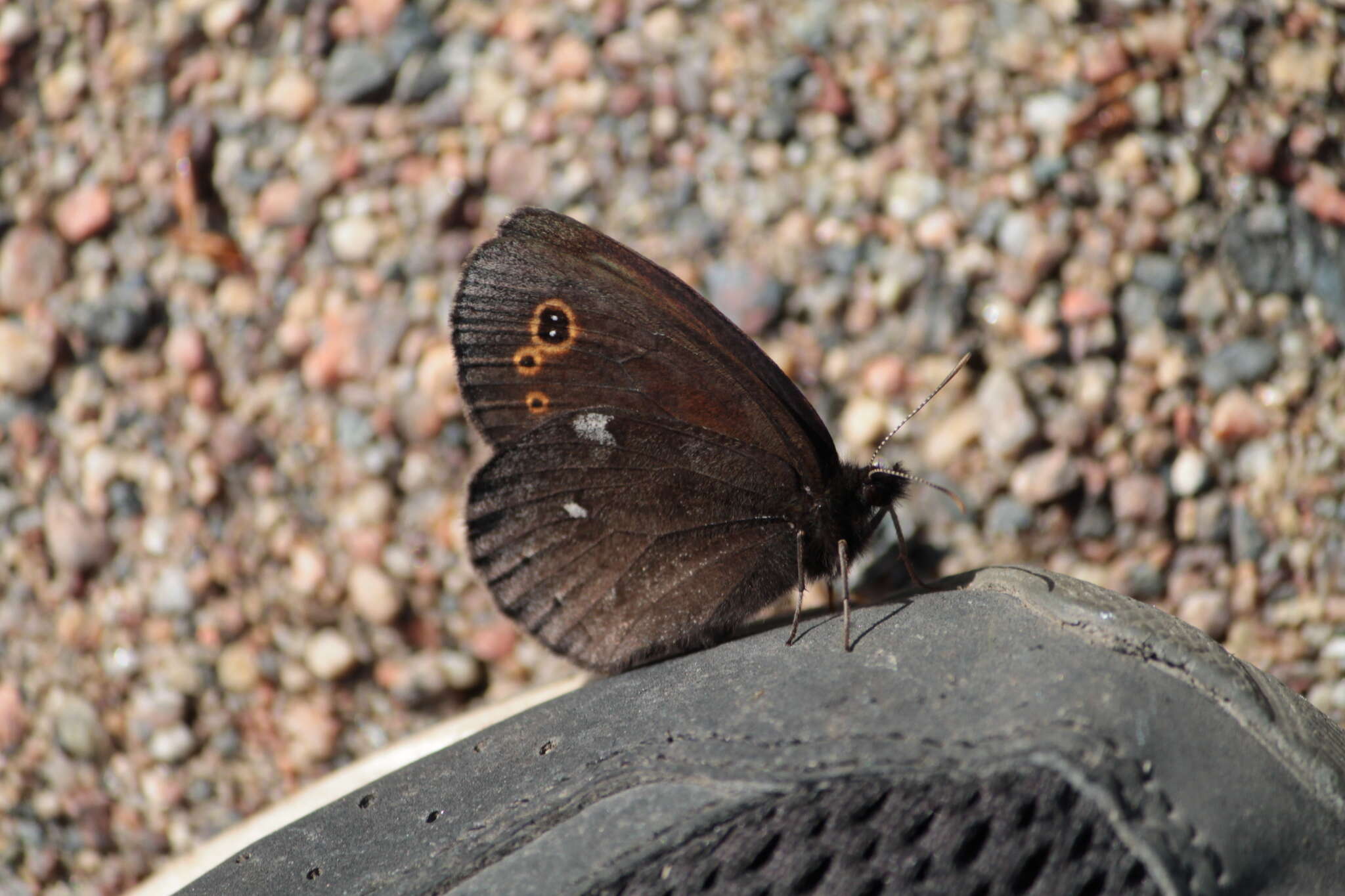 Image of Lapland Ringlet