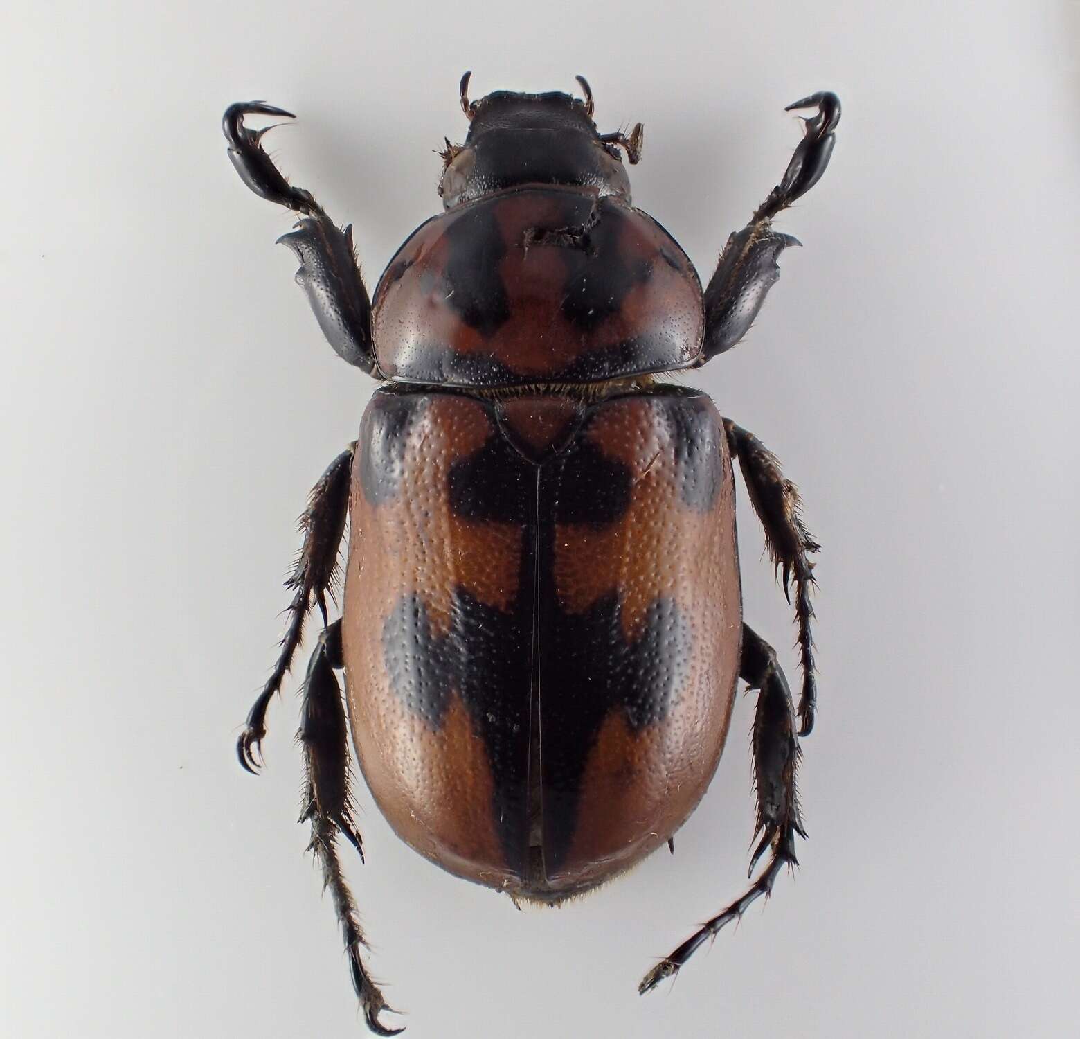 Image of Cyclocephala mafaffa Burmeister 1847