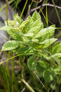 Image of Searsia pyroides var. integrifolia (Engl.) Moffett