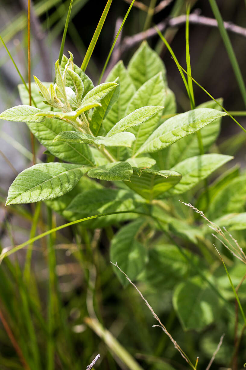 Image de Searsia pyroides var. integrifolia (Engl.) Moffett