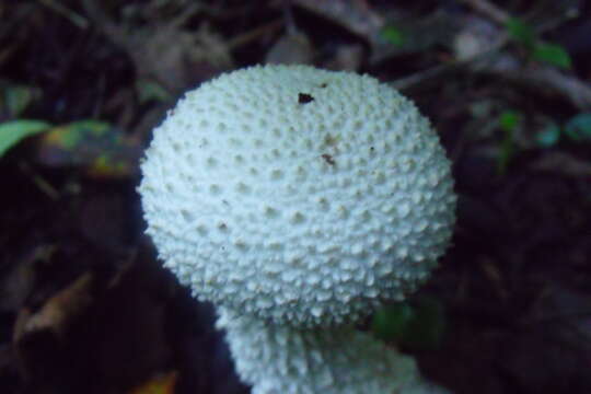 Image of Amanita chlorinosma (Peck) Lloyd 1898