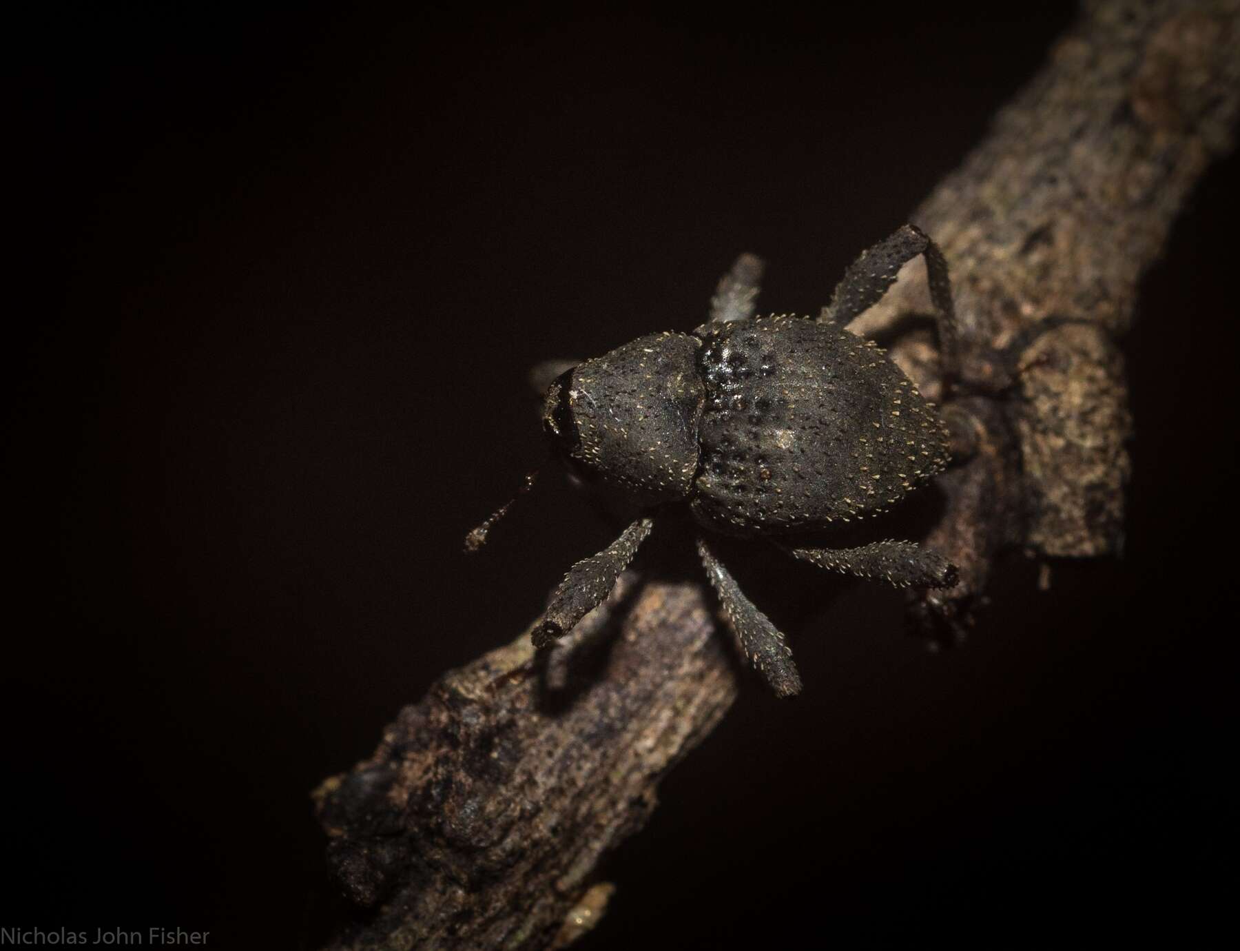 Image of Onidistus araneus Pascoe 1870