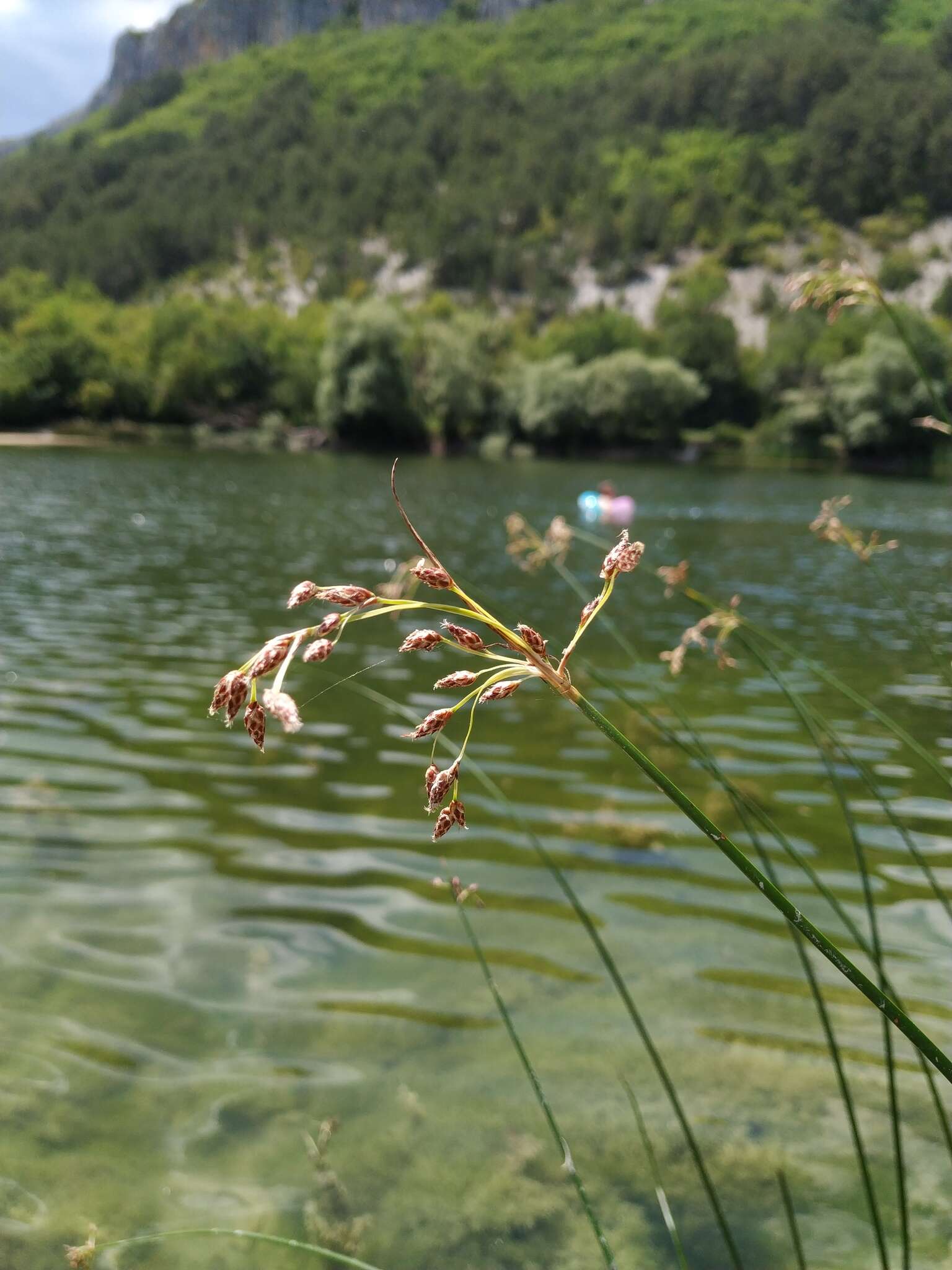 Sivun Schoenoplectus litoralis (Schrad.) Palla kuva