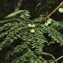 Image of Phyllanthus physocarpus Müll. Arg.