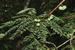 Image of Phyllanthus physocarpus Müll. Arg.