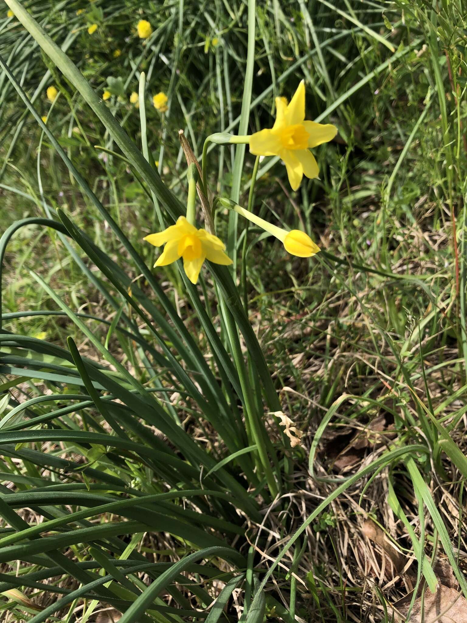 Image de Narcissus compressus Haw.