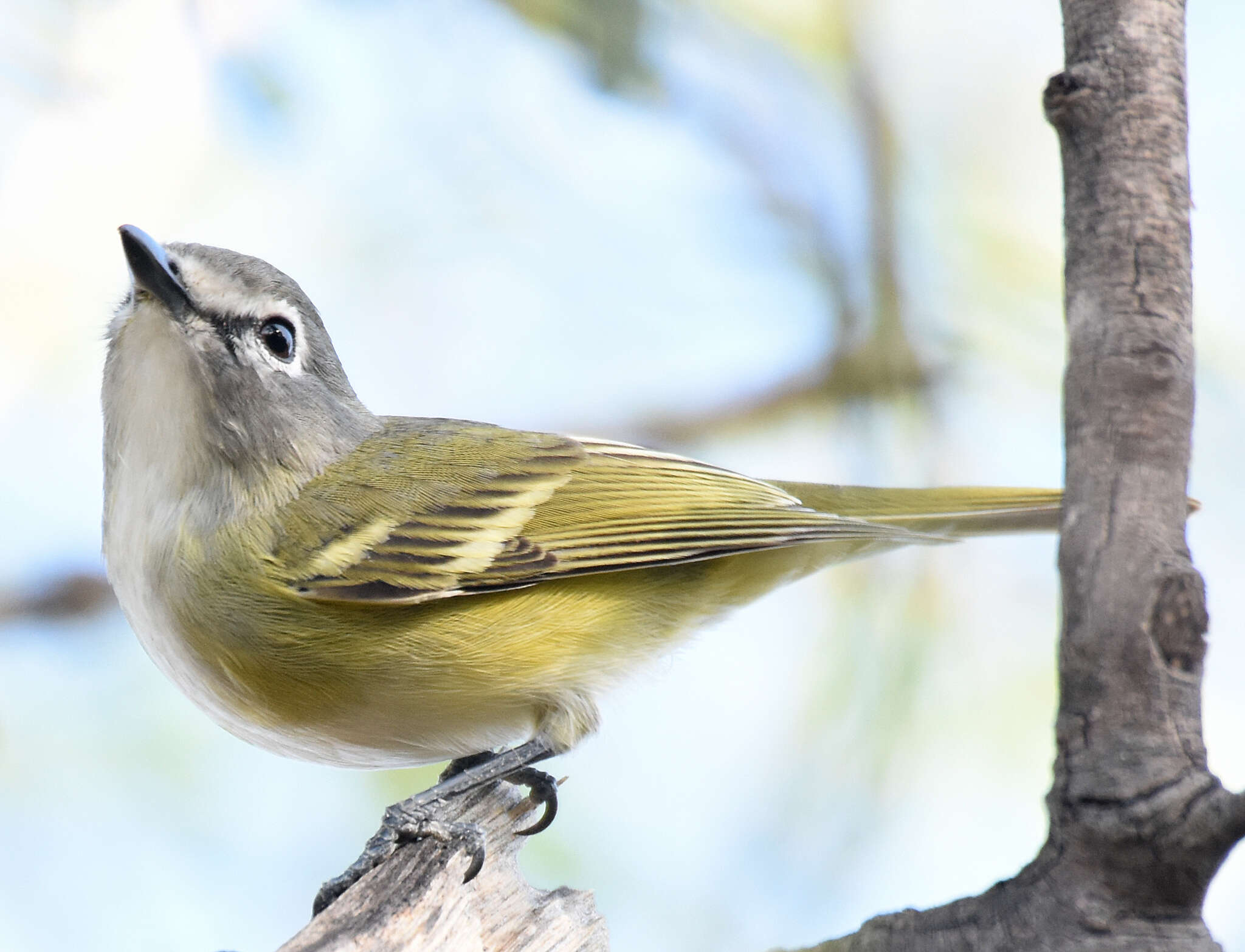 Image of Vireo cassinii lucasanus Brewster 1891