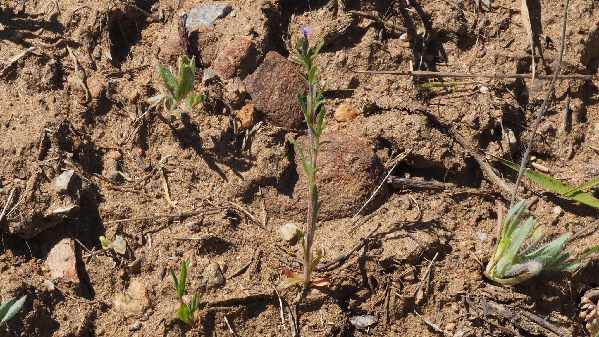 Plancia ëd Allophyllum gilioides subsp. gilioides