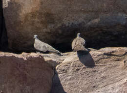 Image of Chestnut-quilled Rock Pigeon