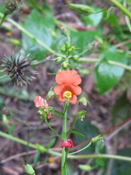 Image de Alonsoa meridionalis (L. fil.) Kuntze