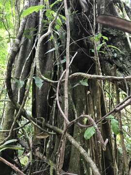 Image of Ficus popenoei Standl.