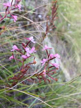 Imagem de Disa saxicola Schltr.