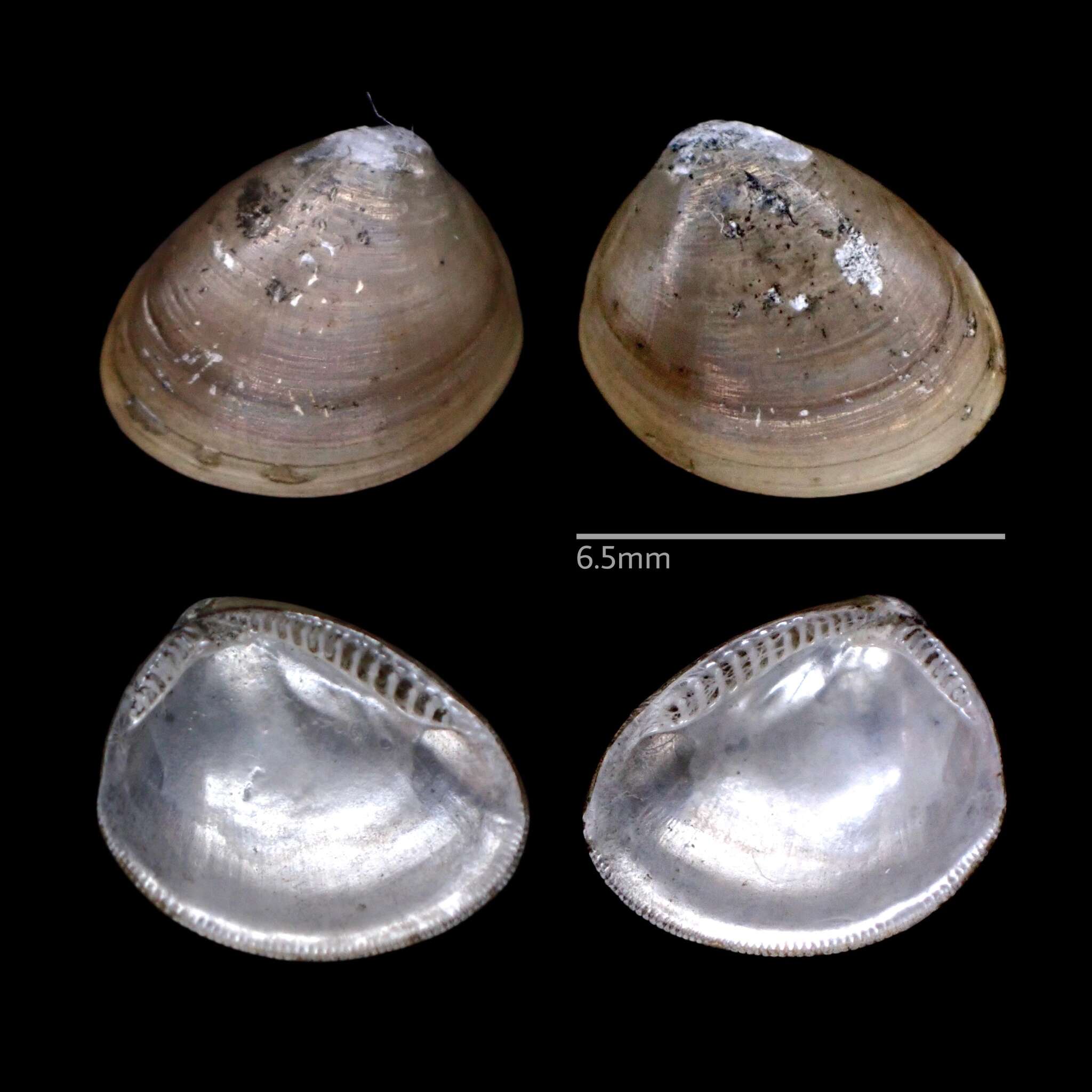 Image of Atlantic Nut Clam