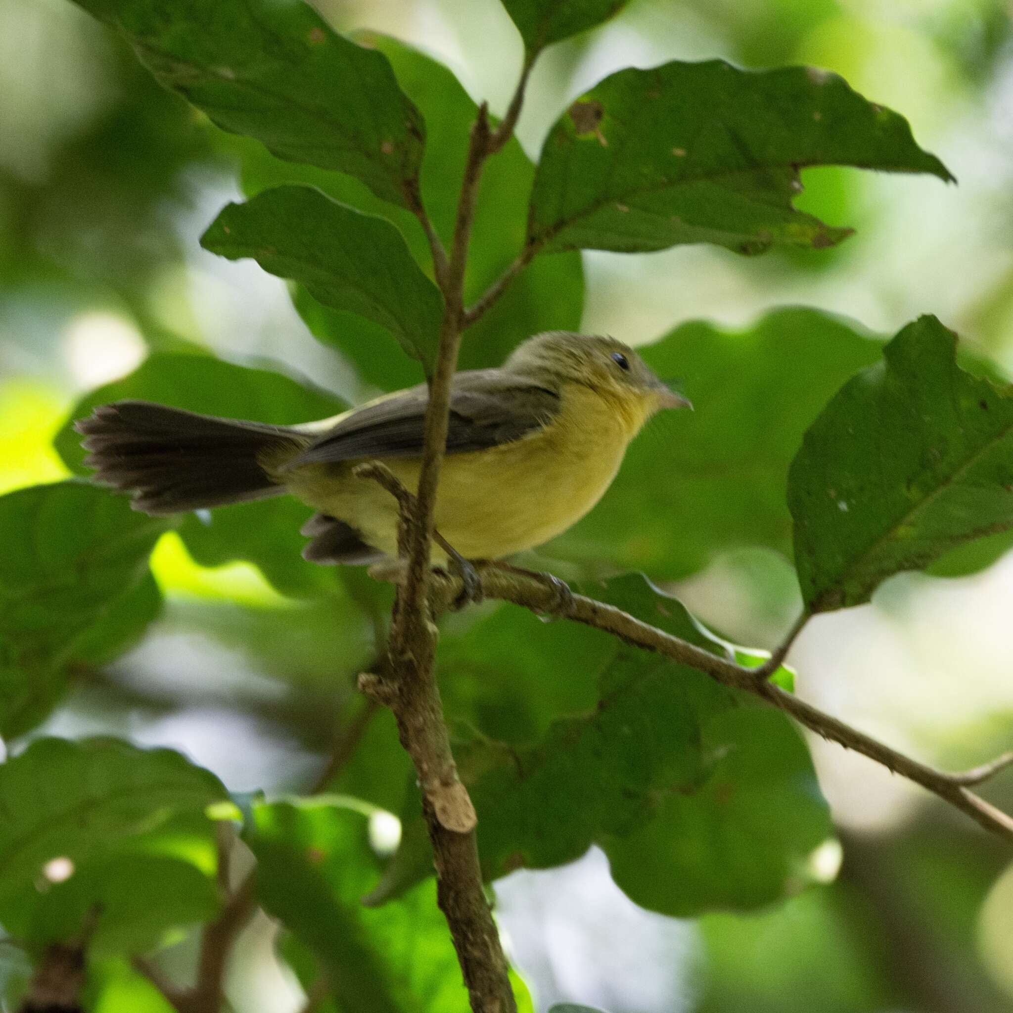 Plancia ëd Myiobius atricaudus Lawrence 1863