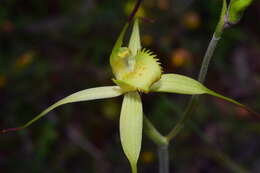 Caladenia flavovirens G. W. Carr的圖片