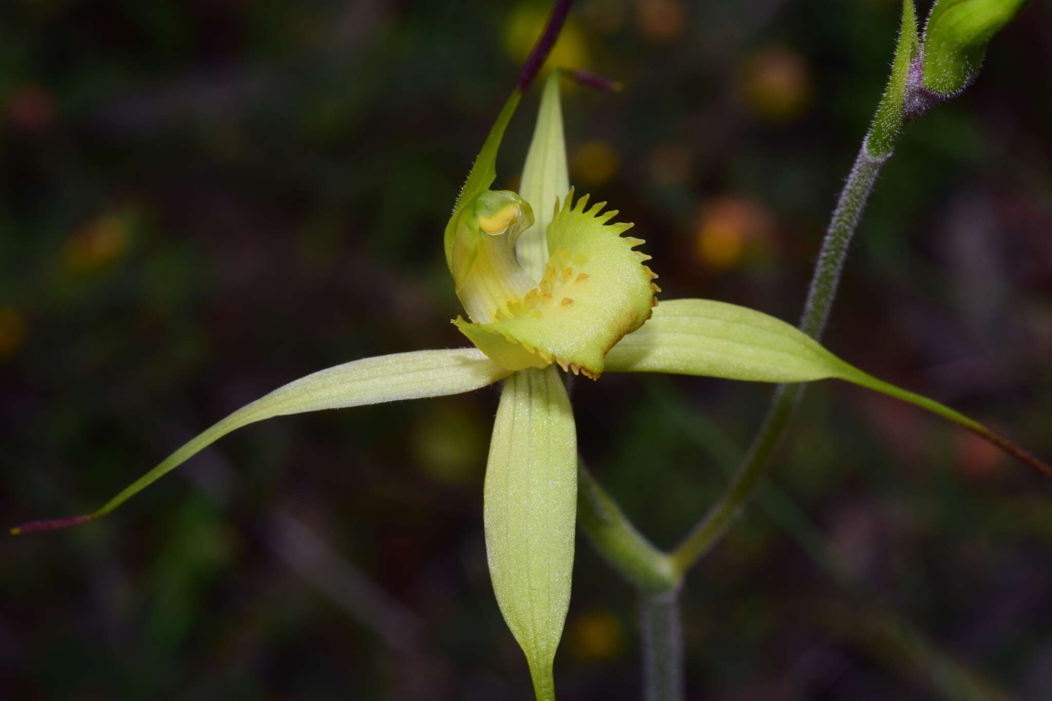 Image of Summer spider orchid