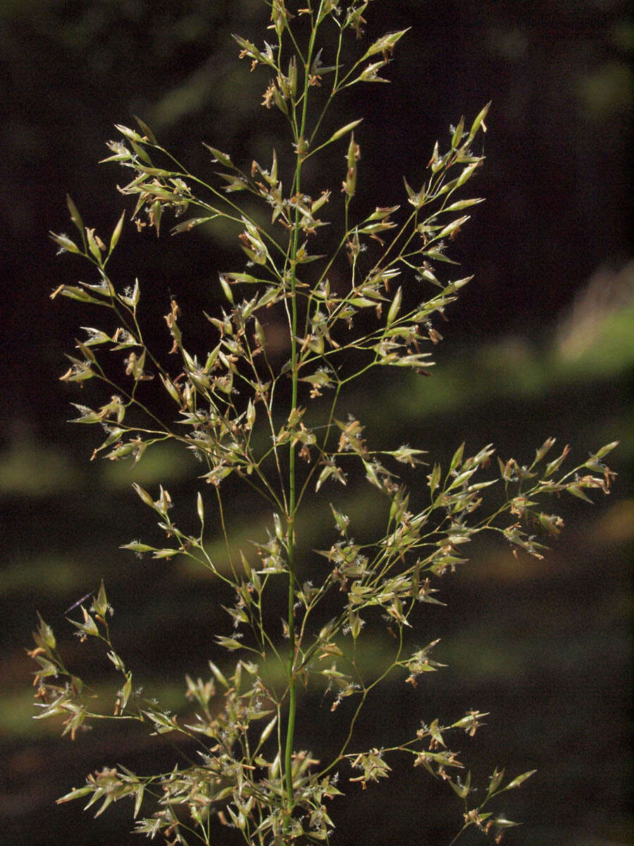 صورة Agrostis pallens Trin.